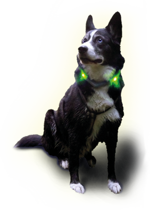 Husky su LED šviesos apykaklė LEUCHTIE Plus