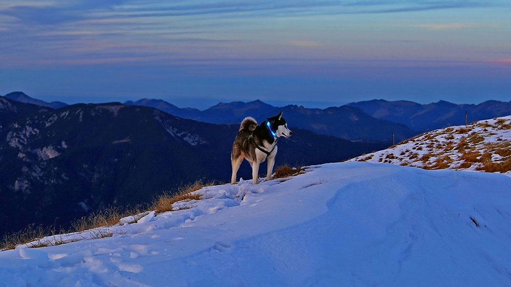 Šuo su šviesos apykaklė Leuchtie sniego Alpėse