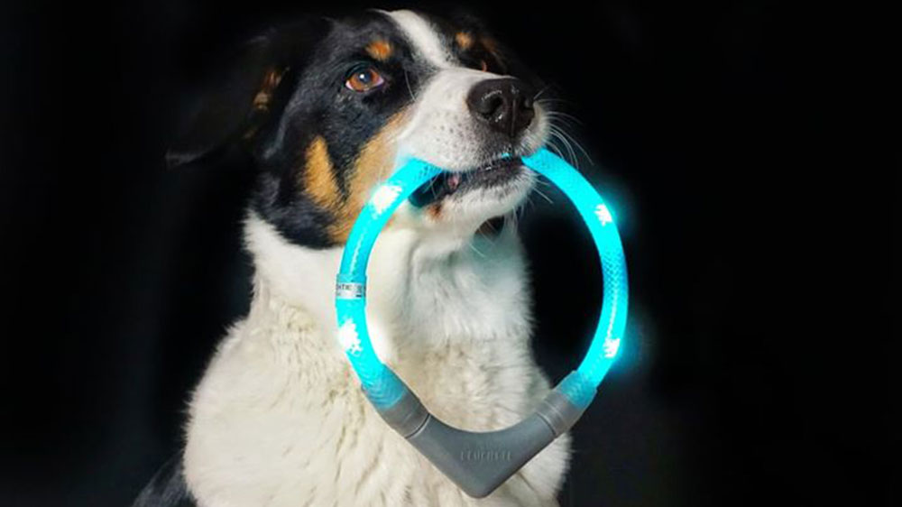 šviesos apykaklė Leuchtie gaunamas iš šuns